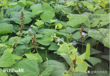 凉薯的别名叫什么名字(南方栽种的豆薯剥皮就能生吃)-图片2